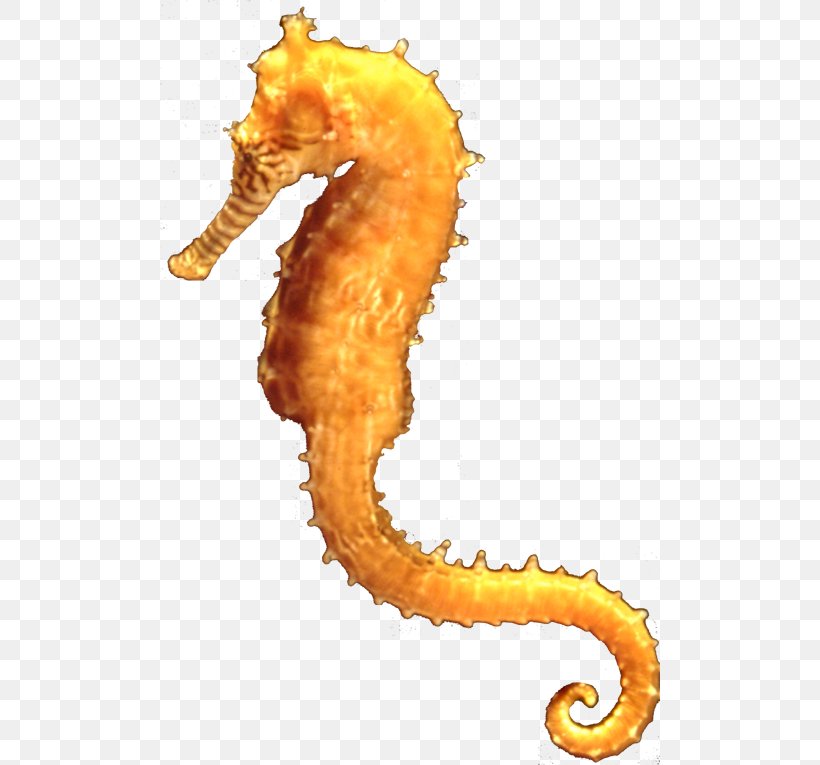 Seahorse Earth Ocean Park Conservation Foundation Hong Kong Research, PNG, 500x765px, Seahorse, Cambodia, Earth, Earth Day, Fish Download Free