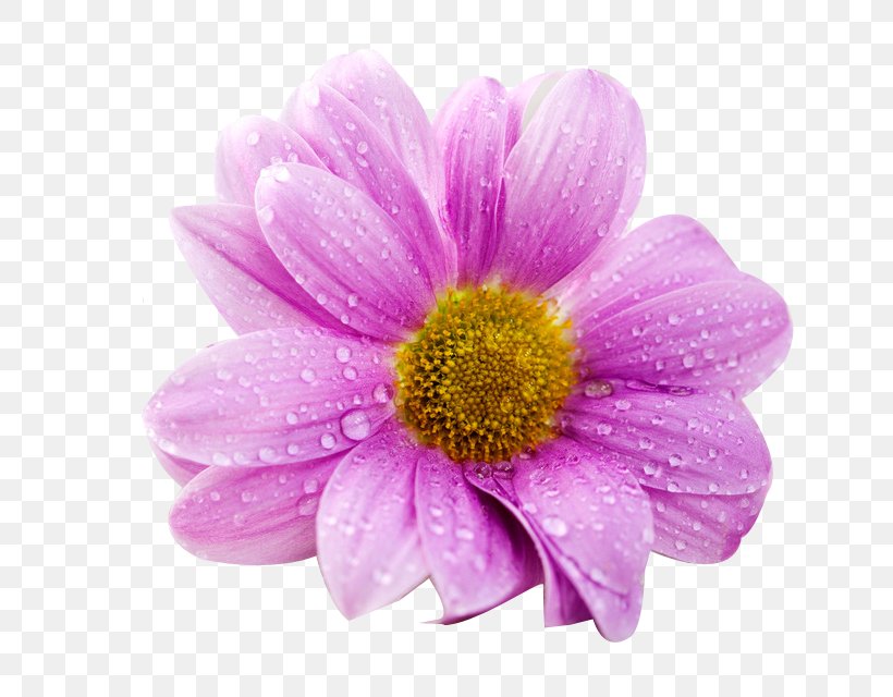 Ultra-high-definition Television 4K Resolution Flower Wallpaper, PNG, 656x640px, 4k Resolution, Highdefinition Television, Aster, Chrysanths, Computer Monitor Download Free