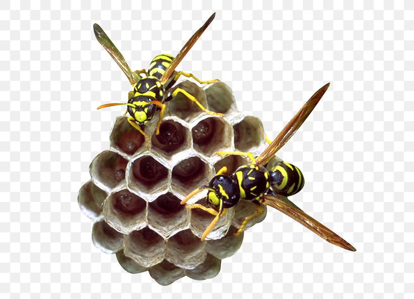 Beehive Honeycomb Bee Pollen, PNG, 668x592px, Bee, Aloe Vera, Arthropod, Bee Pollen, Beehive Download Free