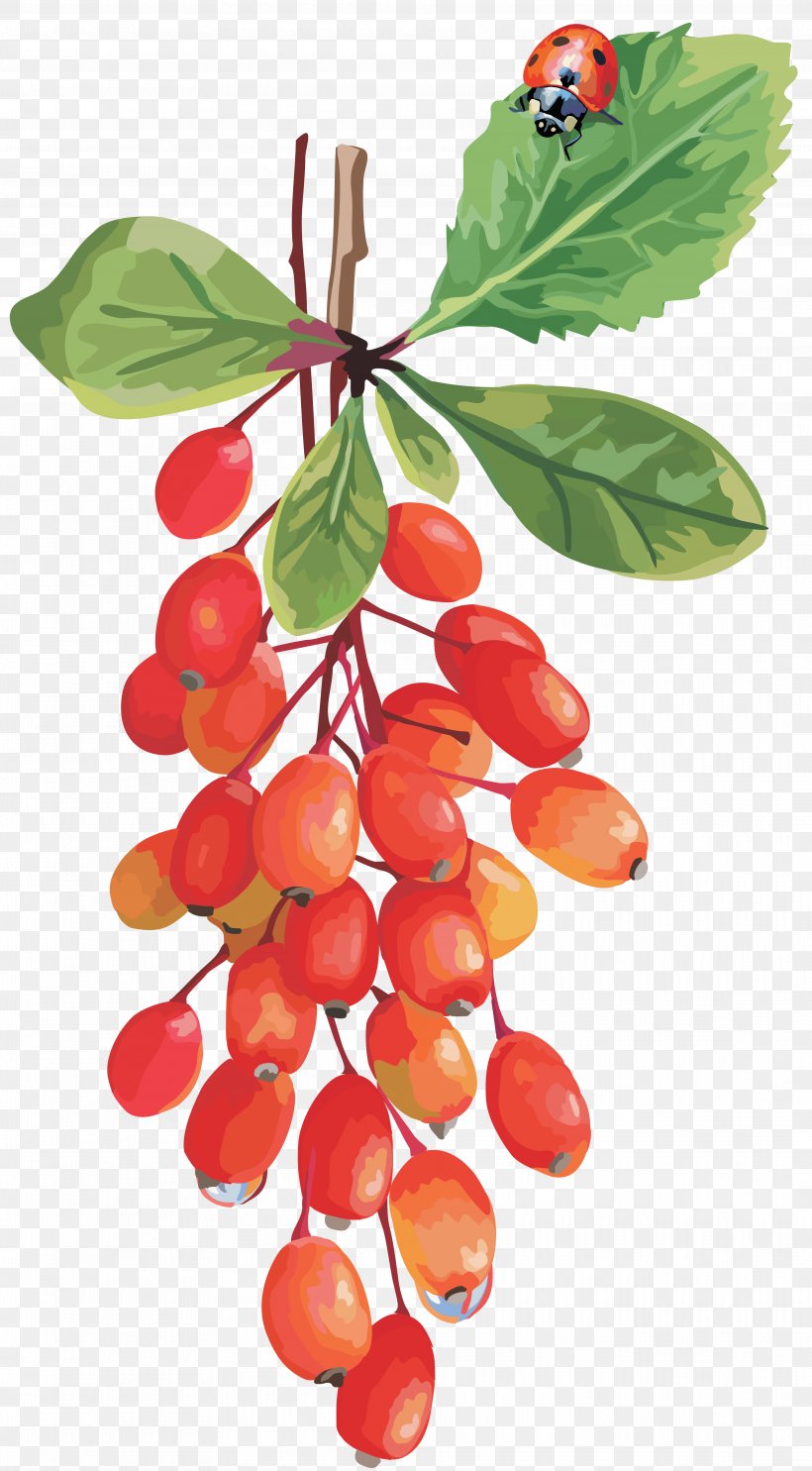 Cranberry Lingonberry Cherry Grape, PNG, 3947x7148px, Cranberry, Auglis, Berry, Blueberry, Cherry Download Free