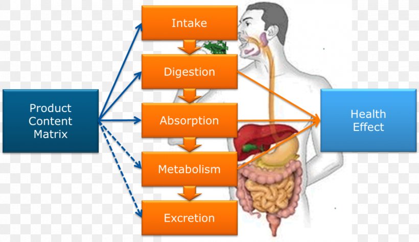 Digestion Food Healthy Diet, PNG, 1329x771px, Digestion, Brand, Diagram, Diet, Eating Download Free