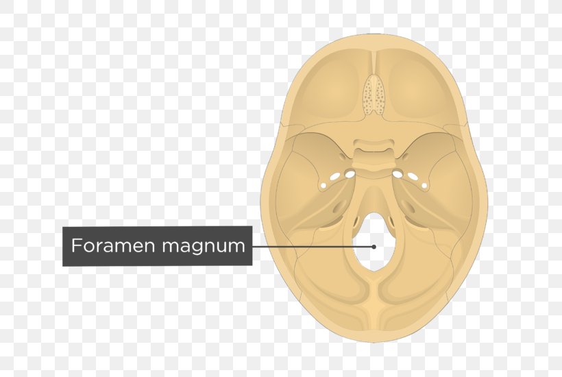 Foramen Magnum Transverse Sinuses Groove For Transverse Sinus Occipital Bone Png 704x550px 5506