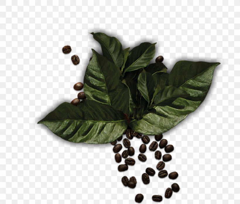 Leaf Herbalism Superfood Tree, PNG, 1170x993px, Leaf, Fruit, Herb, Herbal, Herbalism Download Free