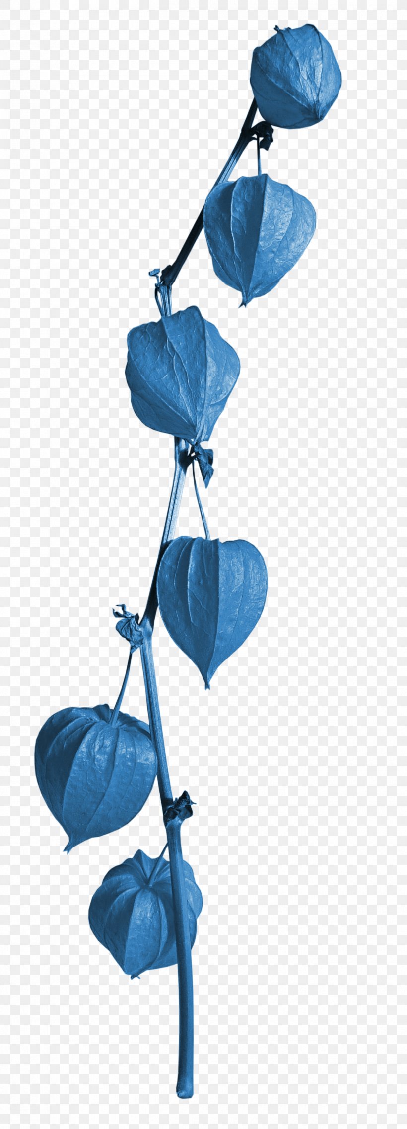 Photography, PNG, 1300x3600px, Photography, Blue, Branch, Illustrator, Leaf Download Free