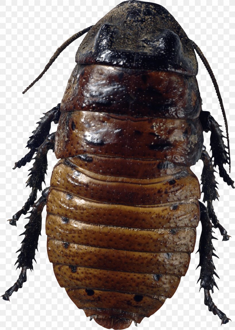 Florida Woods Cockroach Insect American Cockroach Bed Bug, PNG, 1510x2118px, Cockroach, Animal, Arthropod, Australian Cockroach, Beetle Download Free