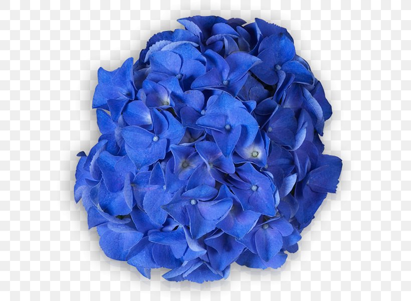 Hydrangeaceae Cut Flowers Petal, PNG, 600x600px, Hydrangea, Blue, Cobalt Blue, Cornales, Cut Flowers Download Free