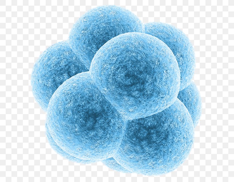 Embryonic Stem Cell Embryo Donation, PNG, 645x638px, Embryonic Stem Cell, Blue, Cell, Cell Division, Cell Type Download Free