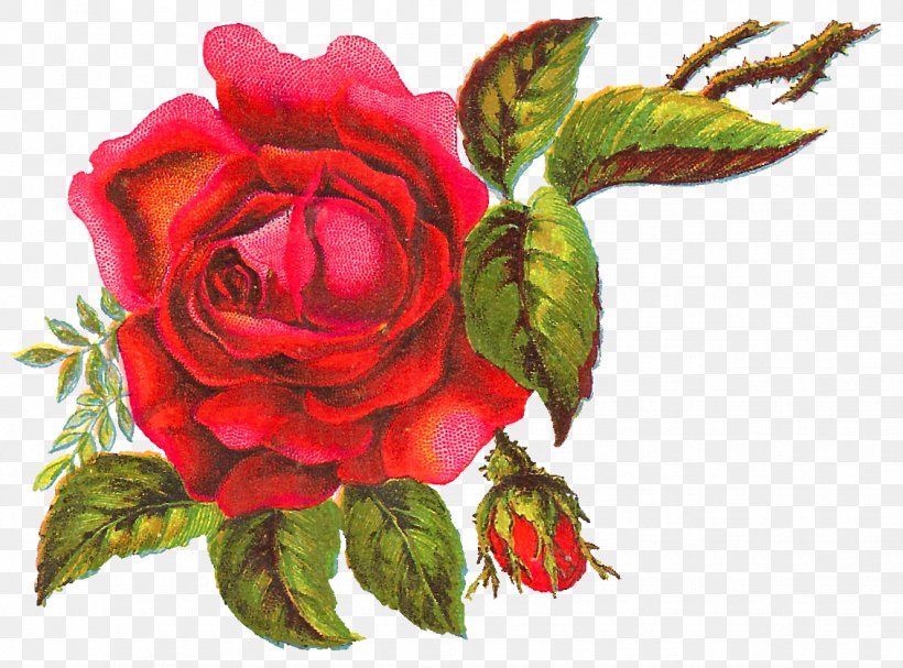 Flower Garden Roses Centifolia Roses Clip Art, PNG, 1132x838px, Flower, Art, Centifolia Roses, Cut Flowers, Digital Image Download Free