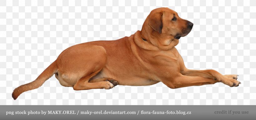 Golden Retriever Puppy Shiba Inu Labrador Retriever, PNG, 1024x484px, Golden Retriever, Autocad Dxf, Bird Dog, Bloodhound, Broholmer Download Free