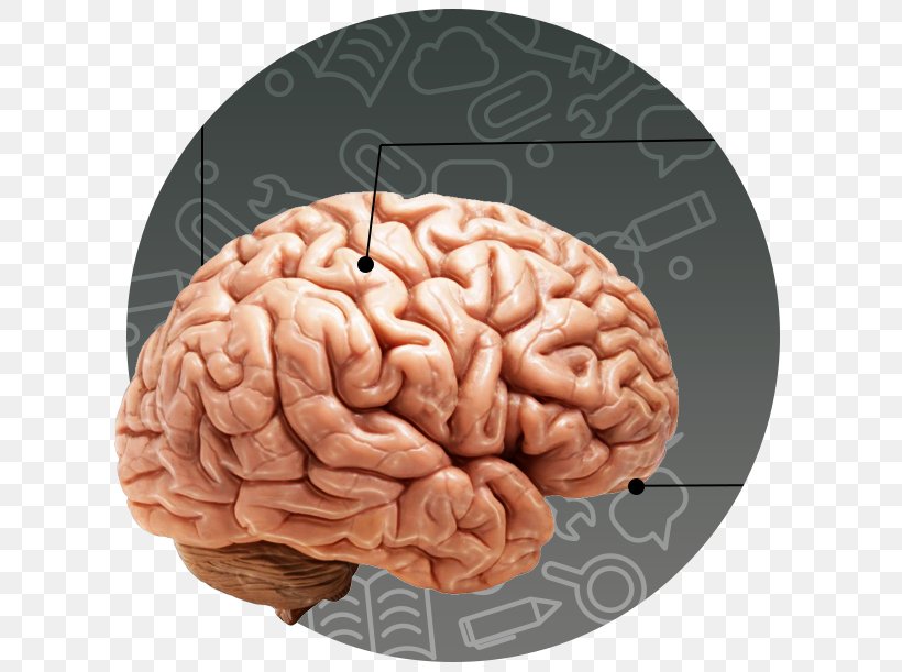 Human Body Human Brain Child Human Head, PNG, 613x611px, Watercolor, Cartoon, Flower, Frame, Heart Download Free