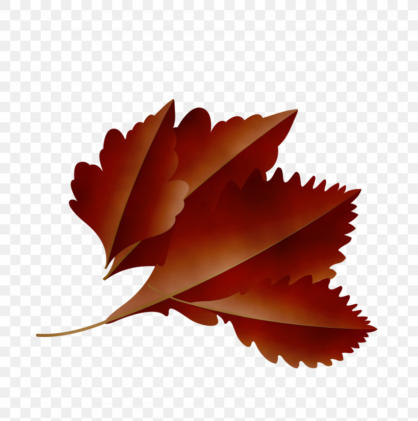 Maple Leaf, PNG, 2976x3000px, Autumn Leaf, Biology, Cartoon Leaf, Fall Leaf, Leaf Download Free