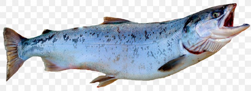Smoked Salmon Fish Atlantic Salmon Coho Salmon, PNG, 1920x704px, Smoked Salmon, Animal Figure, Atlantic Salmon, Beef, Brown Trout Download Free