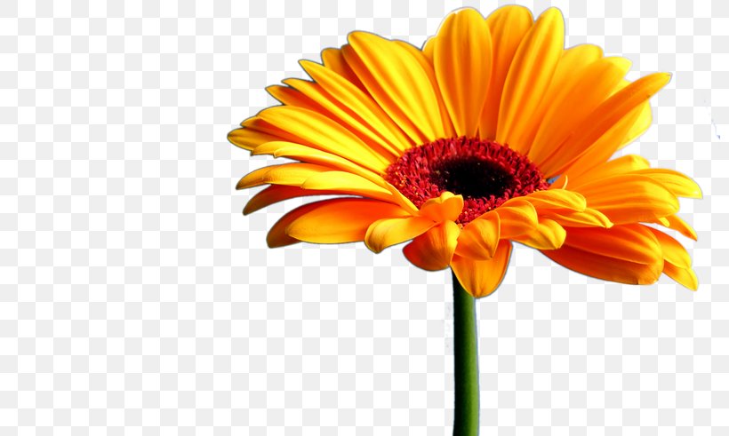 Television Wall Clip Art, PNG, 800x491px, Television, Art, Calendula, Common Daisy, Cut Flowers Download Free