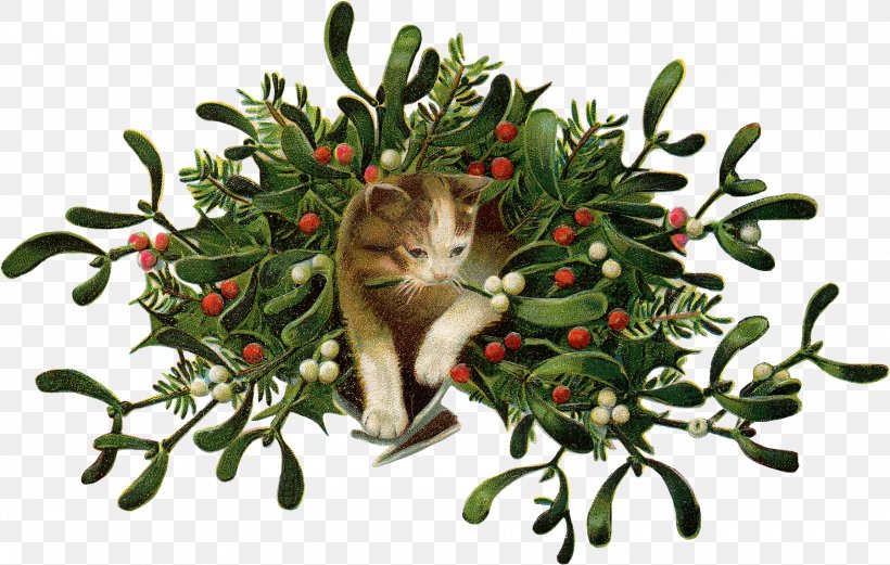 Cat Mistletoe Christmas Day Clip Art Wreath, PNG, 1800x1144px, Cat, Branch, Christmas Day, Christmas Decoration, Christmas Ornament Download Free