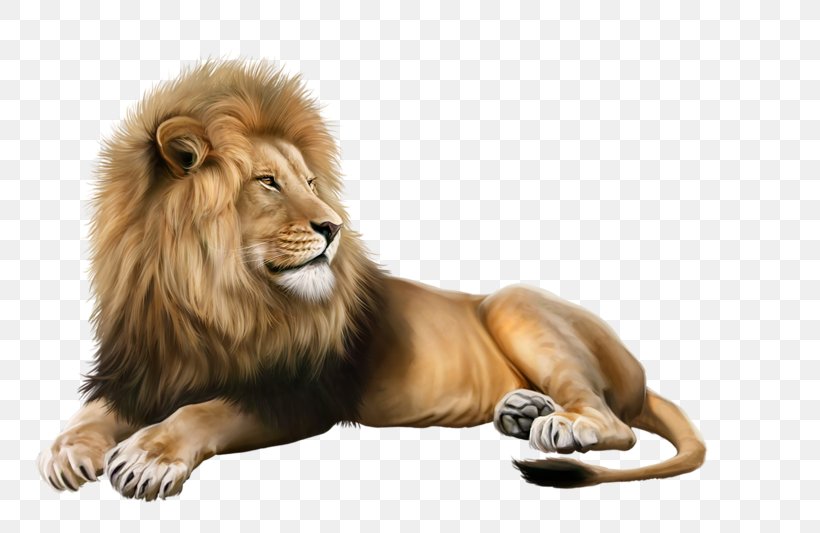 Lion Image Photograph Illustration, PNG, 800x533px, Lion, Advertising, Big Cats, Carnivoran, Cat Like Mammal Download Free