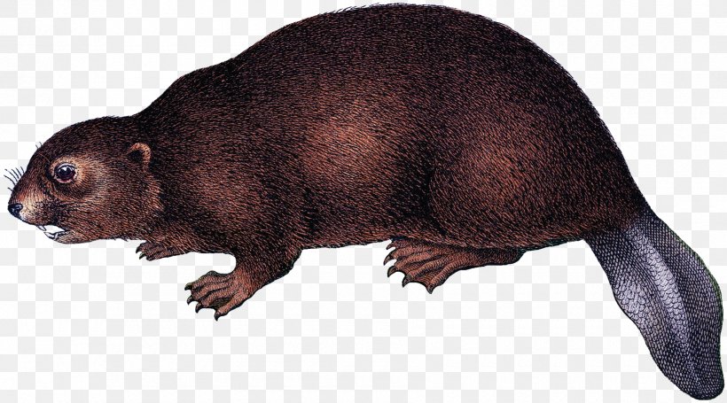 Platypus Beaver Rodent Animal Mammal, PNG, 1800x999px, Platypus, Animal, Animal Figure, Beaver, Carnivora Download Free