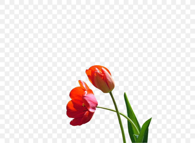 Tulip Cut Flowers Plant Stem Desktop Wallpaper Bud, PNG, 600x600px, Tulip, Bud, Closeup, Computer, Cut Flowers Download Free
