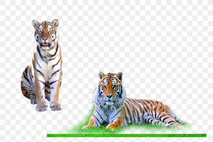 Desktop Wallpaper, PNG, 1600x1067px, Photoscape, Adobe Photoshop Elements, Adobe Systems, Big Cats, Carnivoran Download Free