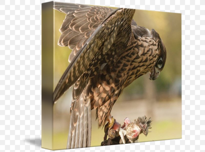 Hawk Owl Buzzard Eagle Beak, PNG, 650x608px, Hawk, Accipitriformes, Beak, Bird, Bird Of Prey Download Free