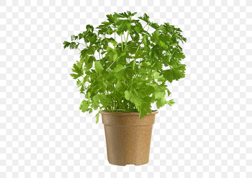 Parsley Coriander Flowerpot Leaf, PNG, 580x580px, Parsley, Coriander, Flowerpot, Herb, Herbalism Download Free