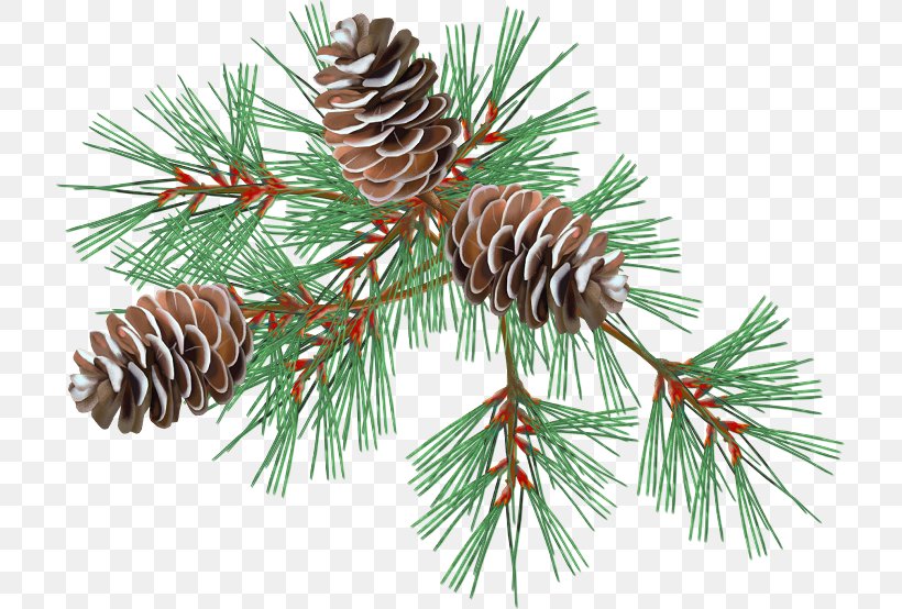 Animation Clip Art Spruce Image GIF, PNG, 717x554px, 2018, Animation, Branch, Christmas Day, Christmas Ornament Download Free