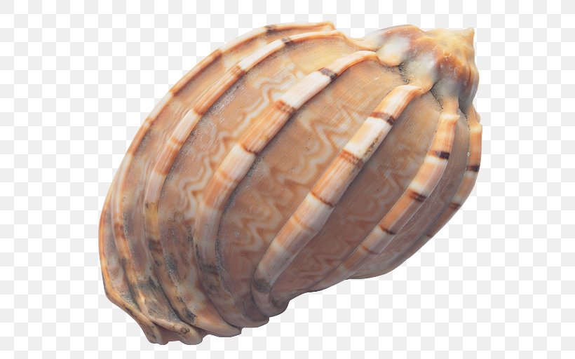 Cockle Seashell Conch, PNG, 600x512px, Cockle, Clam, Clams Oysters Mussels And Scallops, Conch, Conchology Download Free