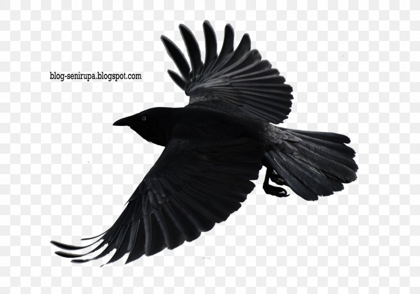 Desktop Wallpaper High-definition Television 1080p High-definition Video Display Resolution, PNG, 1600x1120px, Highdefinition Television, American Crow, Beak, Bird, Black And White Download Free