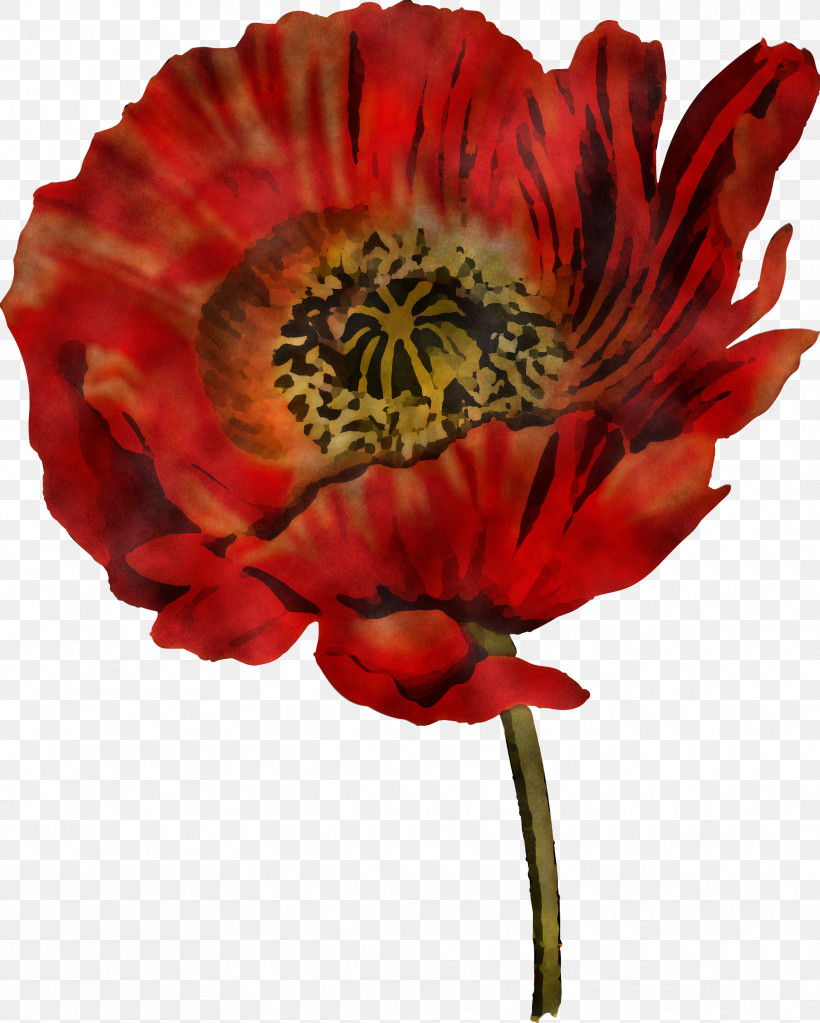 Flower Petal Red Oriental Poppy Plant, PNG, 1922x2400px, Flower, Coquelicot, Cut Flowers, Oriental Poppy, Petal Download Free