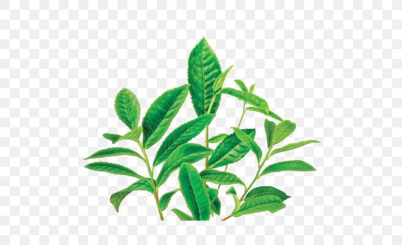 Green Tea Earl Grey Tea Tea Plant Herbal Tea, PNG, 500x500px, Green Tea, Caffeine, Da Hong Pao, Decaffeination, Earl Grey Tea Download Free