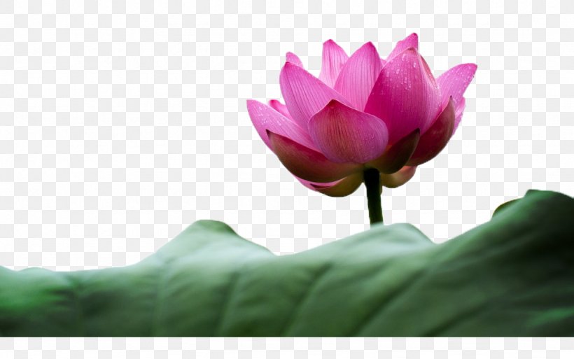 Nelumbo Nucifera Flower Petal Water Lily Lotus Effect, PNG, 1024x641px, Nelumbo Nucifera, Aquatic Plant, Flower, Flowering Plant, Leaf Download Free