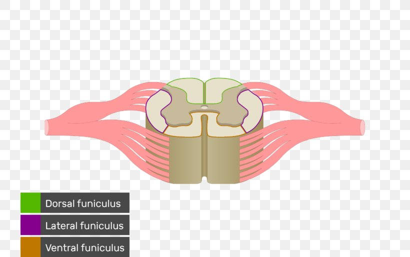 Spinal Cord White Matter Nerve Tract Anatomy Medulla Oblongata, PNG, 770x514px, Spinal Cord, Anatomy, Brainstem, Brand, Funiculus Download Free