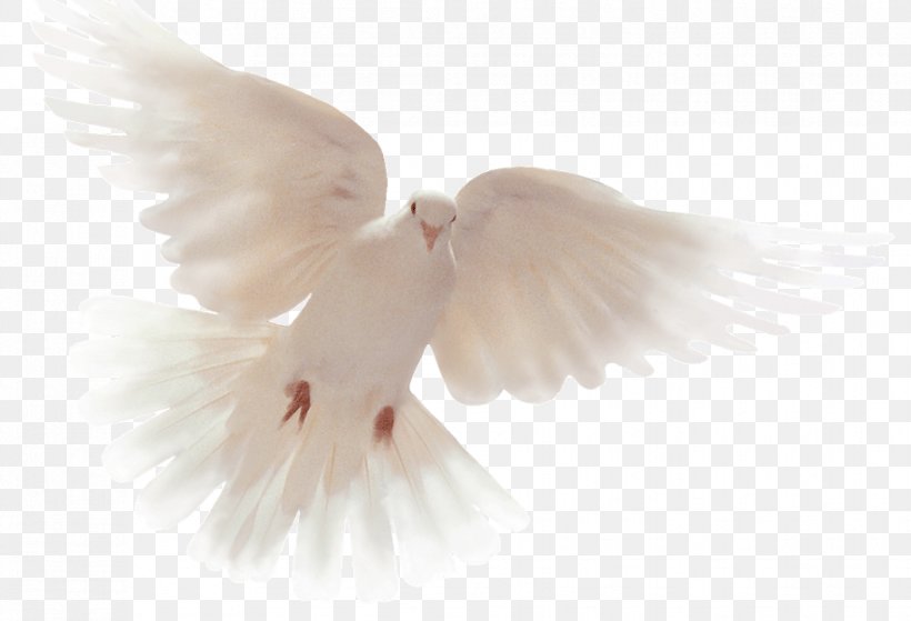 Columbidae Doves As Symbols Holy Spirit Peace God, PNG, 915x624px, Columbidae, Beak, Bird, Colombe, Doves As Symbols Download Free