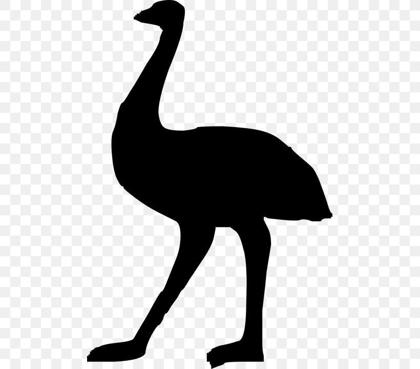 Common Ostrich Emu Clip Art, PNG, 479x720px, Common Ostrich, Artwork, Beak, Bird, Black And White Download Free