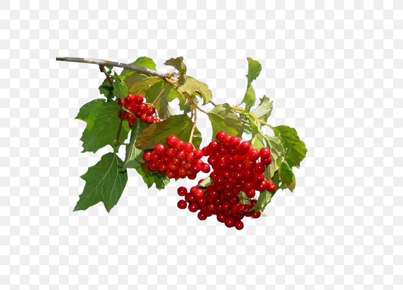 Disease Hypertension Therapy Sinus Infection Guelder-rose, PNG, 591x591px, Disease, Berry, Bramble, Currant, Food Download Free
