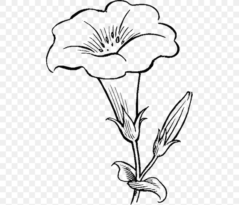 Flower Drawing Coloring Book Tulip Clip Art, PNG, 503x704px, Flower, Artwork, Black And White, Color, Coloring Book Download Free