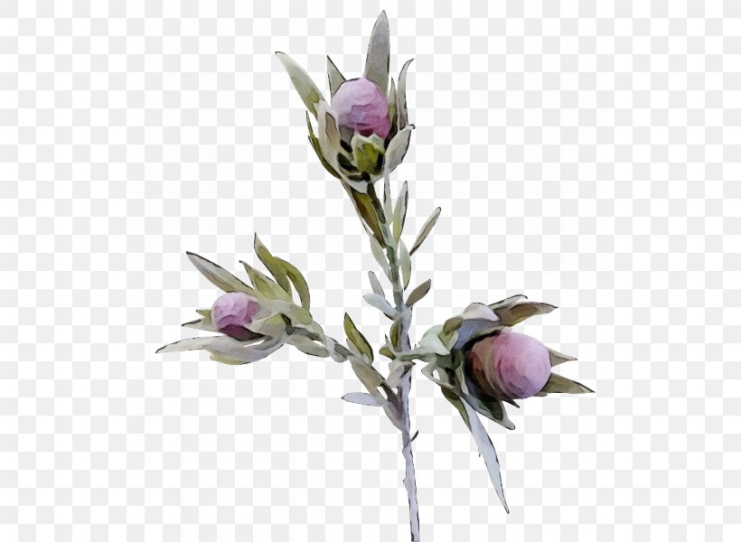 Flower Plant Bud Cut Flowers Petal, PNG, 800x600px, Watercolor, Bud, Cut Flowers, Flower, Paint Download Free