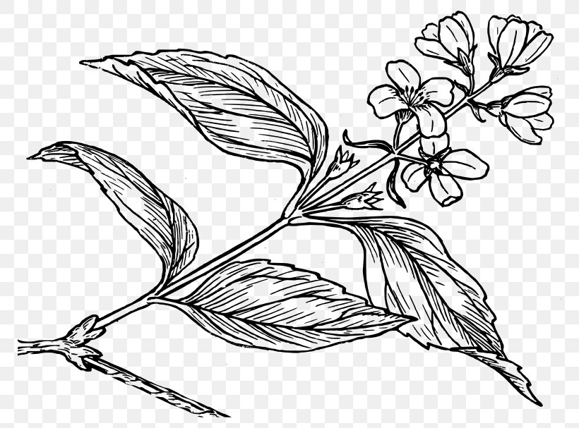 Drawing Botany Flower Common Lilac, PNG, 800x607px, Drawing, Art, Artwork, Beak, Bird Download Free