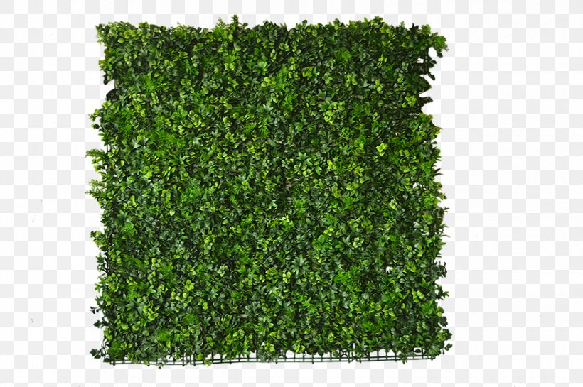 Follaje Rainforest Ivy Garden Meter, PNG, 875x582px, Follaje, Artificial Turf, Garden, Grass, Herb Download Free