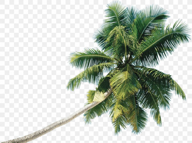 Coconut Tree Clip Art Date Palm, PNG, 1016x757px, Coconut, Arecales, Attalea Speciosa, Borassus, Borassus Flabellifer Download Free