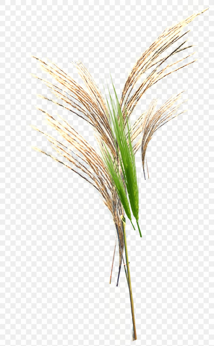 Grasses Google Images Download Broom-corn, PNG, 846x1367px, Grasses, Broomcorn, Cannabis, Commodity, Drawing Download Free