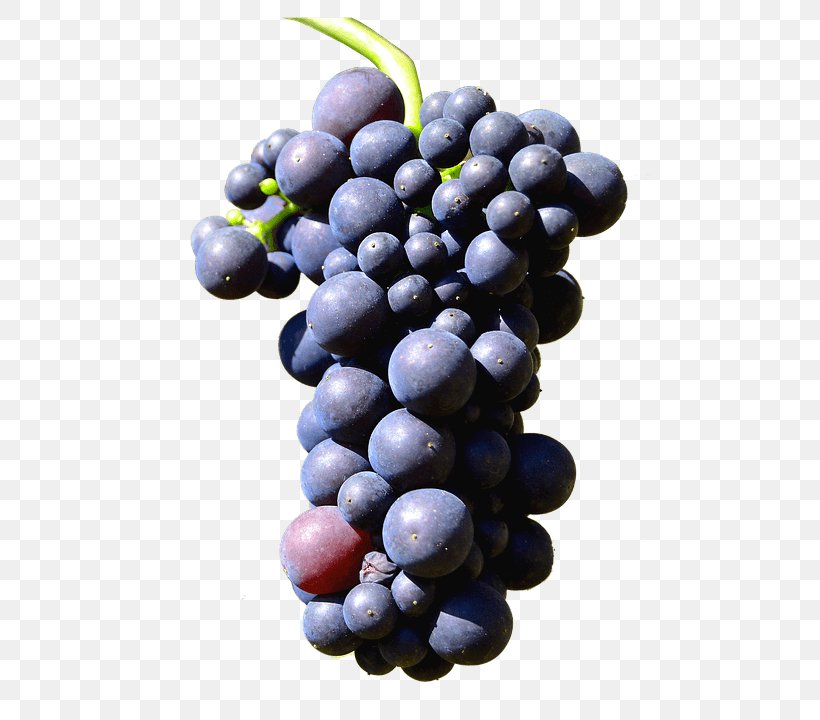 Sultana Grape Trollinger, PNG, 777x720px, Sultana, Amazon Grape, Bilberry, Blueberry, Common Grape Vine Download Free