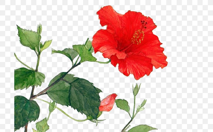 Download Architecture, PNG, 709x511px, Architecture, Annual Plant, China Rose, Chinese Hibiscus, Coreldraw Download Free
