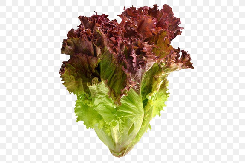 Red Leaf Lettuce Vegetable Salad Seed, PNG, 600x547px, Lettuce, Benih, Flowerpot, Food, Herb Download Free