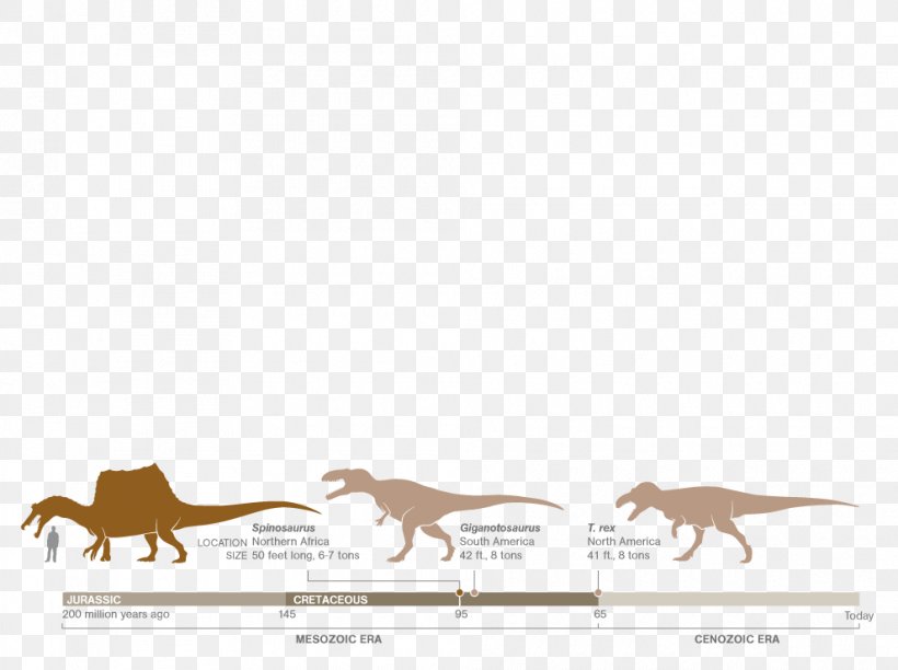 Spinosaurus Giganotosaurus Dopo Questo Lungo Viaggio Horse Apex Predator, PNG, 990x740px, Spinosaurus, Apex Predator, Carnivoran, Deer, Dog Download Free