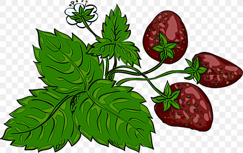 Strawberry, PNG, 1500x951px, Herb, Biology, Flower, Fruit, Herbal Medicine Download Free