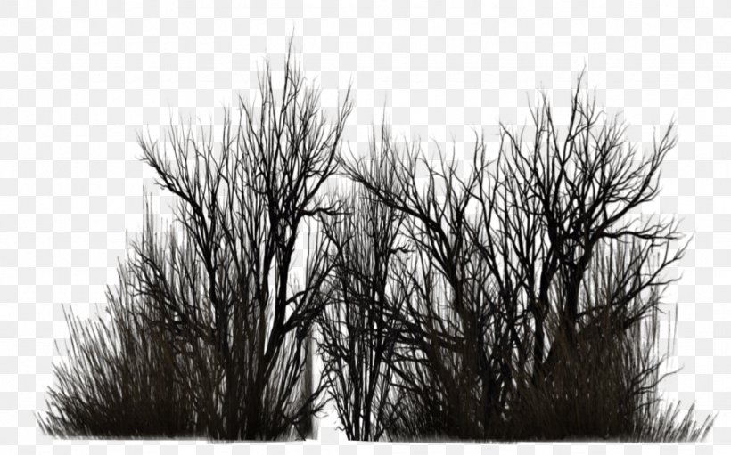 Vegetation Shrub Twig Tree, PNG, 1024x639px, 3d Computer Graphics, Vegetation, Black And White, Branch, Deviantart Download Free