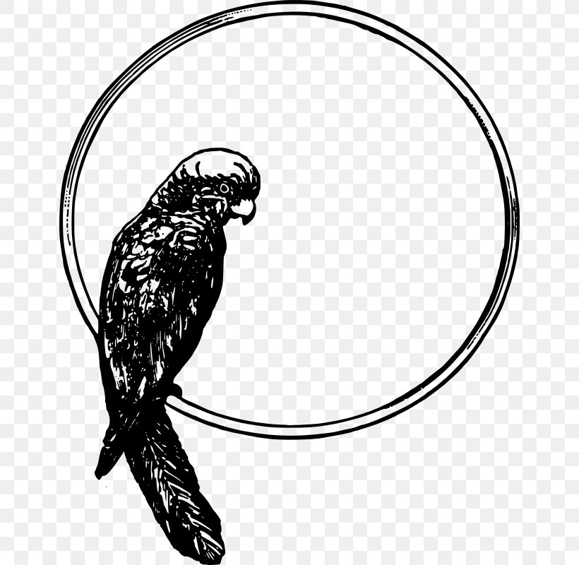 Bird Parrot Drawing Clip Art, PNG, 652x800px, Bird, Art, Artwork, Beak, Bird Of Prey Download Free