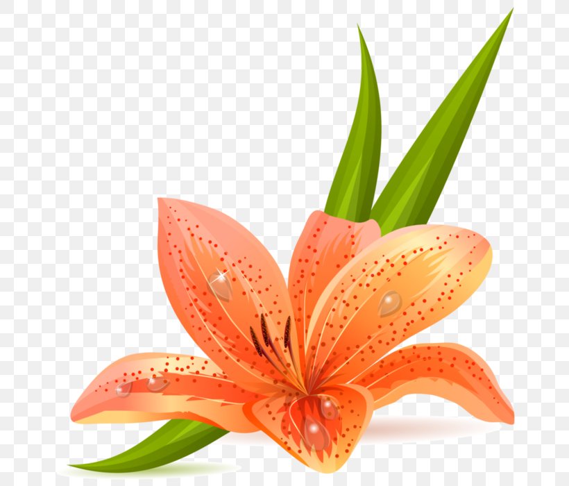 Clip Art Madonna Lily Free Content Tiger Lily, PNG, 700x700px, Madonna Lily, Amaryllis, Amaryllis Belladonna, Easter Lily, Flower Download Free