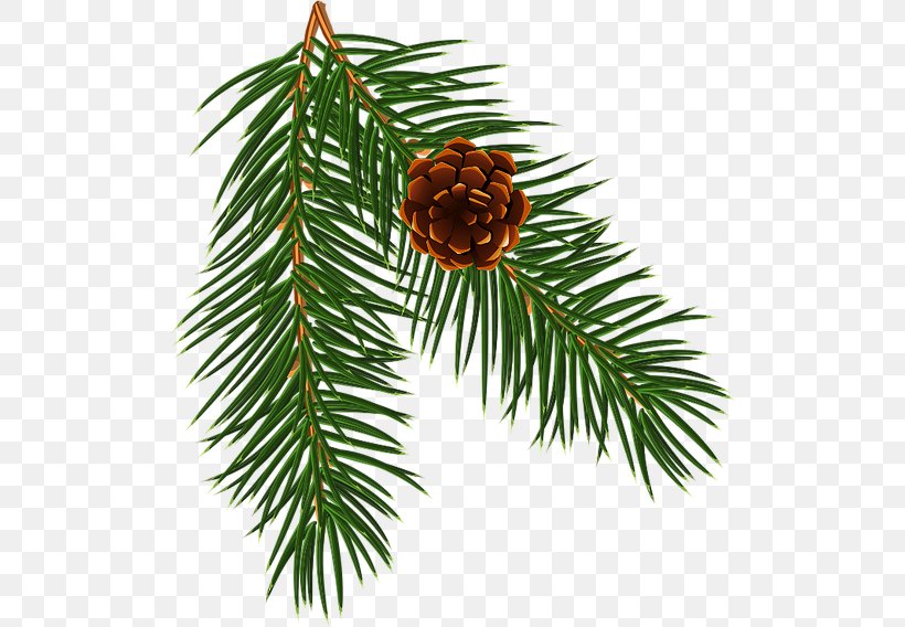 Spruce Christmas Ornament Pine Fir Larch, PNG, 512x568px, Spruce, Branch, Brand, Christmas, Christmas Decoration Download Free