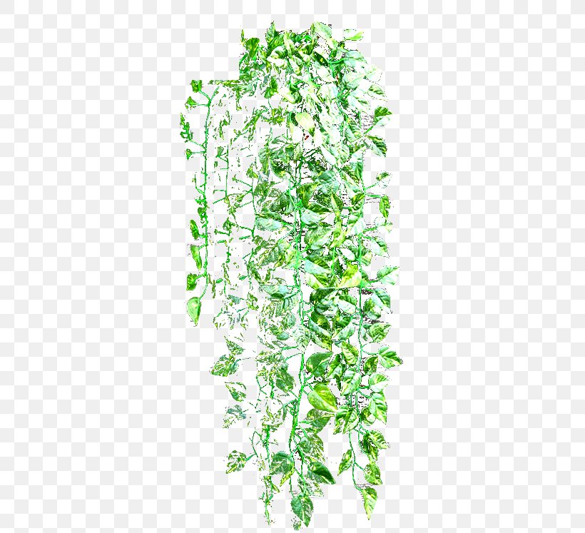Vine Planta Trepadora Wall Plant Stem, PNG, 362x747px, Vine, Garden, Grass, Green Wall, Hedge Download Free